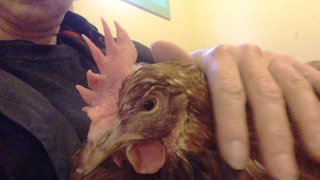 We Can't Stop Watching This Video Of A Chicken That Purrs Like A Cat
